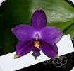 Phal. violacea var. Indigo Blue x Blue Norton
